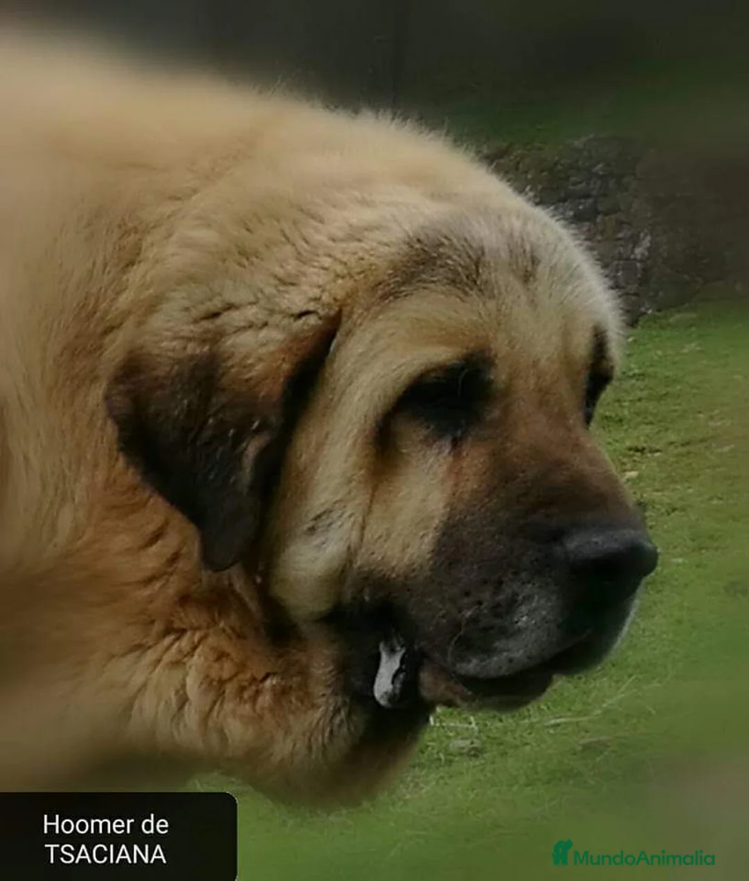 Mastín Español perros en venta: Mastin Español PURO - Anuncio 8