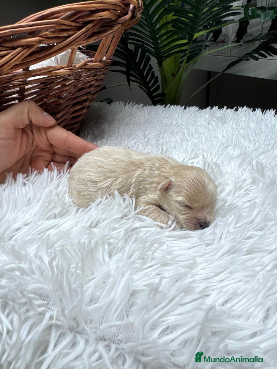 Maltipoo perros en venta: MALTIPOO HEMBRA - Anuncio 12