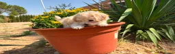 Maltipoo perros en venta: Maltipoo toy macho !!!! - Anuncio 2