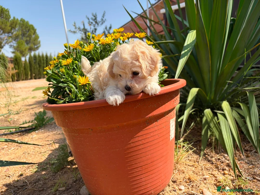 Maltipoo perros en venta: Maltipoo toy macho !!!! - Anuncio 2