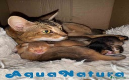 Abisinio gatos en venta: Abisinio Macho de Santa 1835 - AQUANATURA en Barcelona - Imagen 10