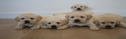 Labrador Retriever perros en venta: LABRADOR RETRIEVER - Anuncio 3