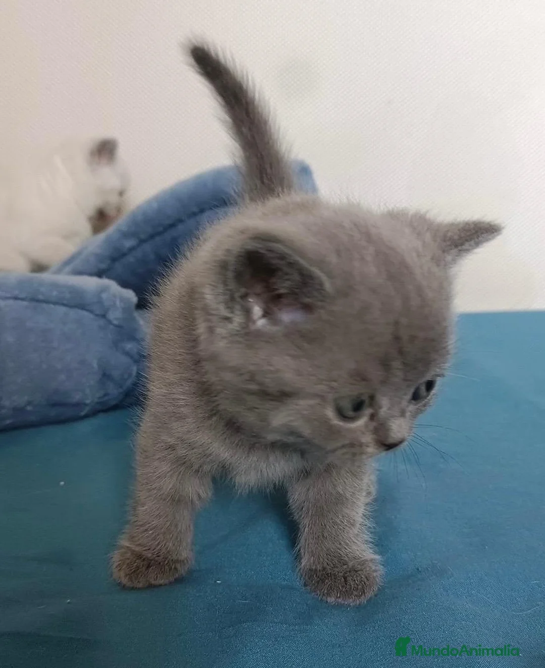 Británico de Pelo Corto Azul gatos en venta: BRITISH SHORTAIR BLUE dos gatitos y una gatita - Anuncio 2
