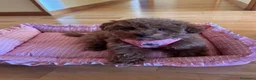 Caniche Toy perros en venta: CANICHES TOY BICOLOR - Anuncio 6