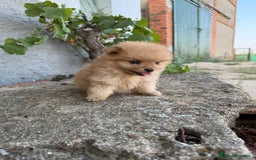 Pomerania perros en venta: LULU DE POMERANIA  - Imagen 2
