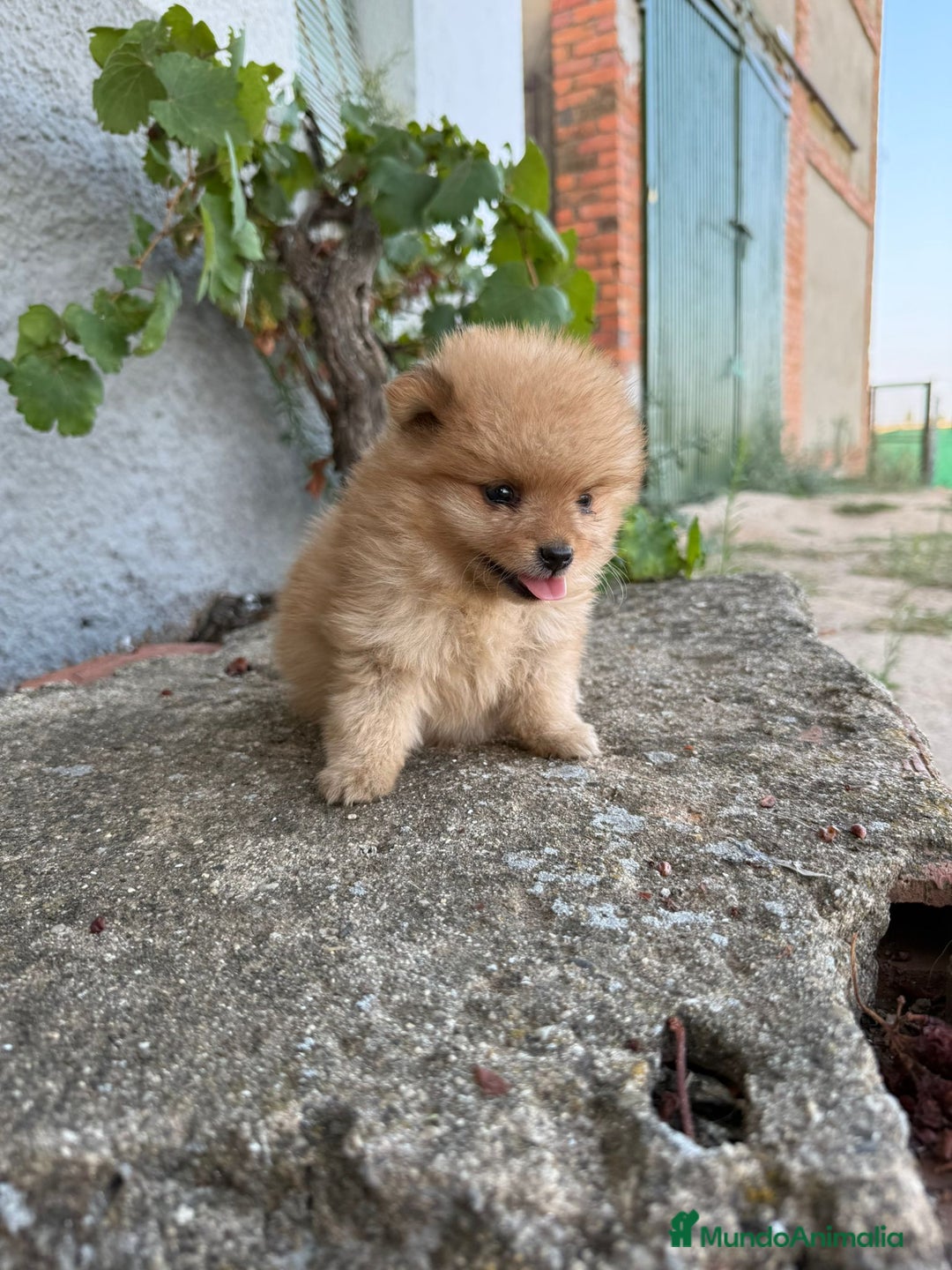 Pomerania perros en venta: LULU DE POMERANIA  - Imagen 2