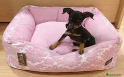 Ratón de Praga perros en venta: Ratón de Praga - Imagen 5
