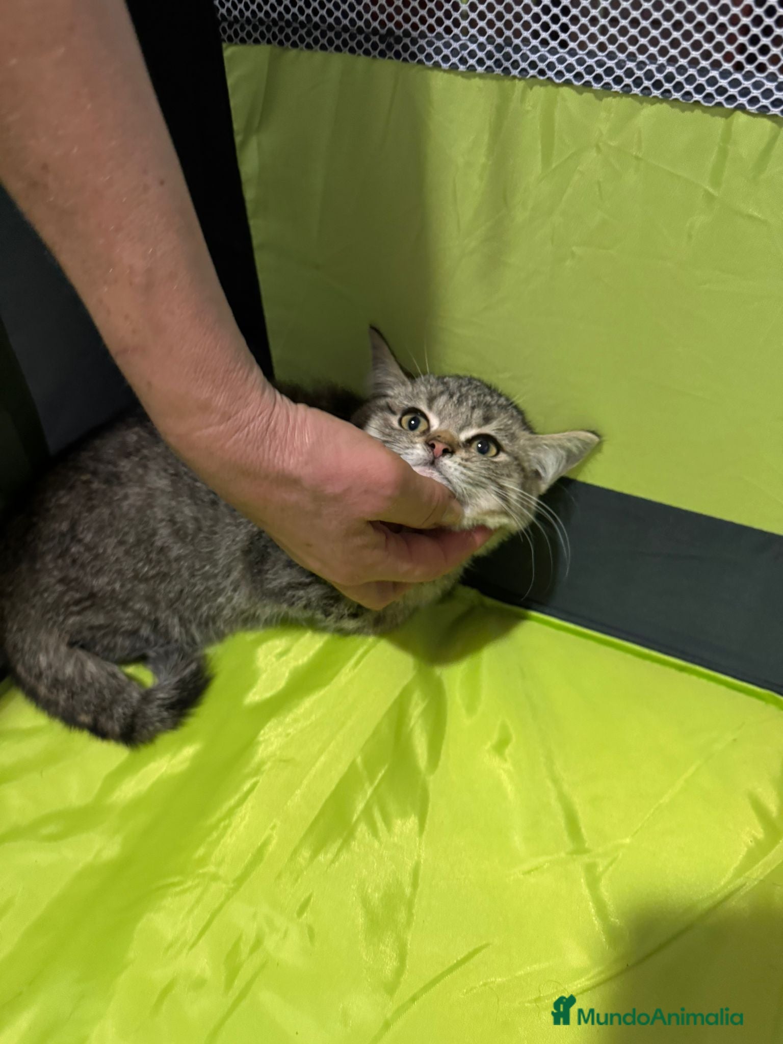 Británico de Pelo Corto gatos Gatitas British  - Anuncio 35