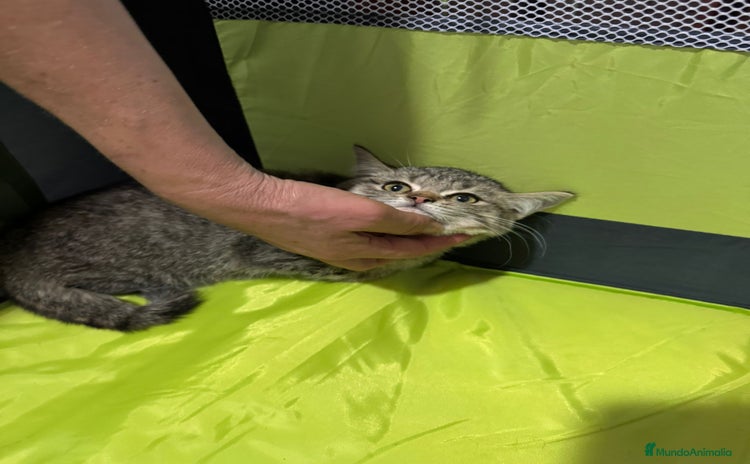 Británico de Pelo Corto gatos - Anuncio 2