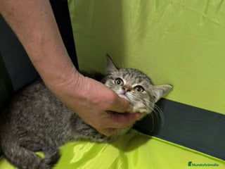 Británico de Pelo Corto gatos - Anuncio 2