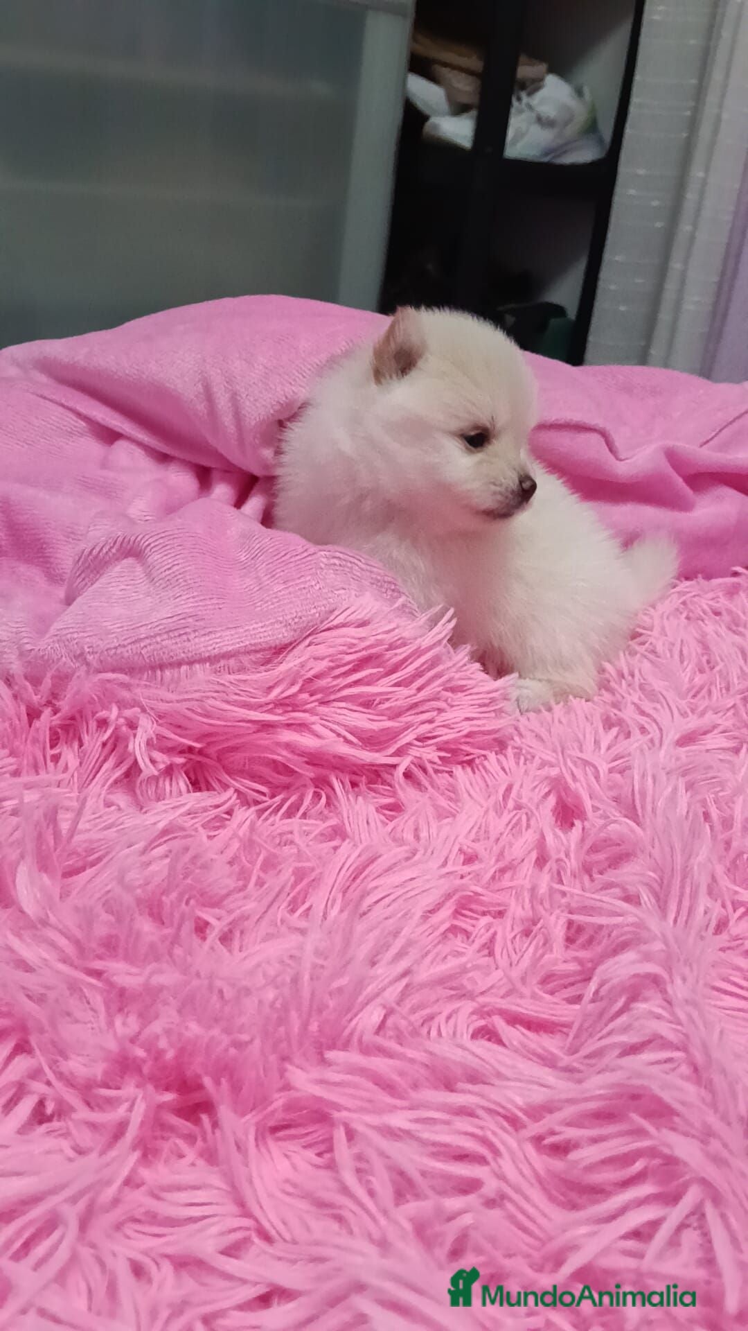 Pomerania perros Pomerania  - Anuncio 1