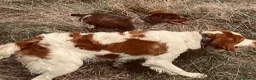 Épagneul Breton perros en venta: Epagneul bretón  en Teruel - Anuncio 21