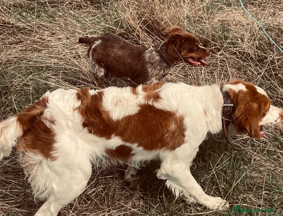 Épagneul Breton perros en venta: Epagneul bretón  en Teruel - Anuncio 21