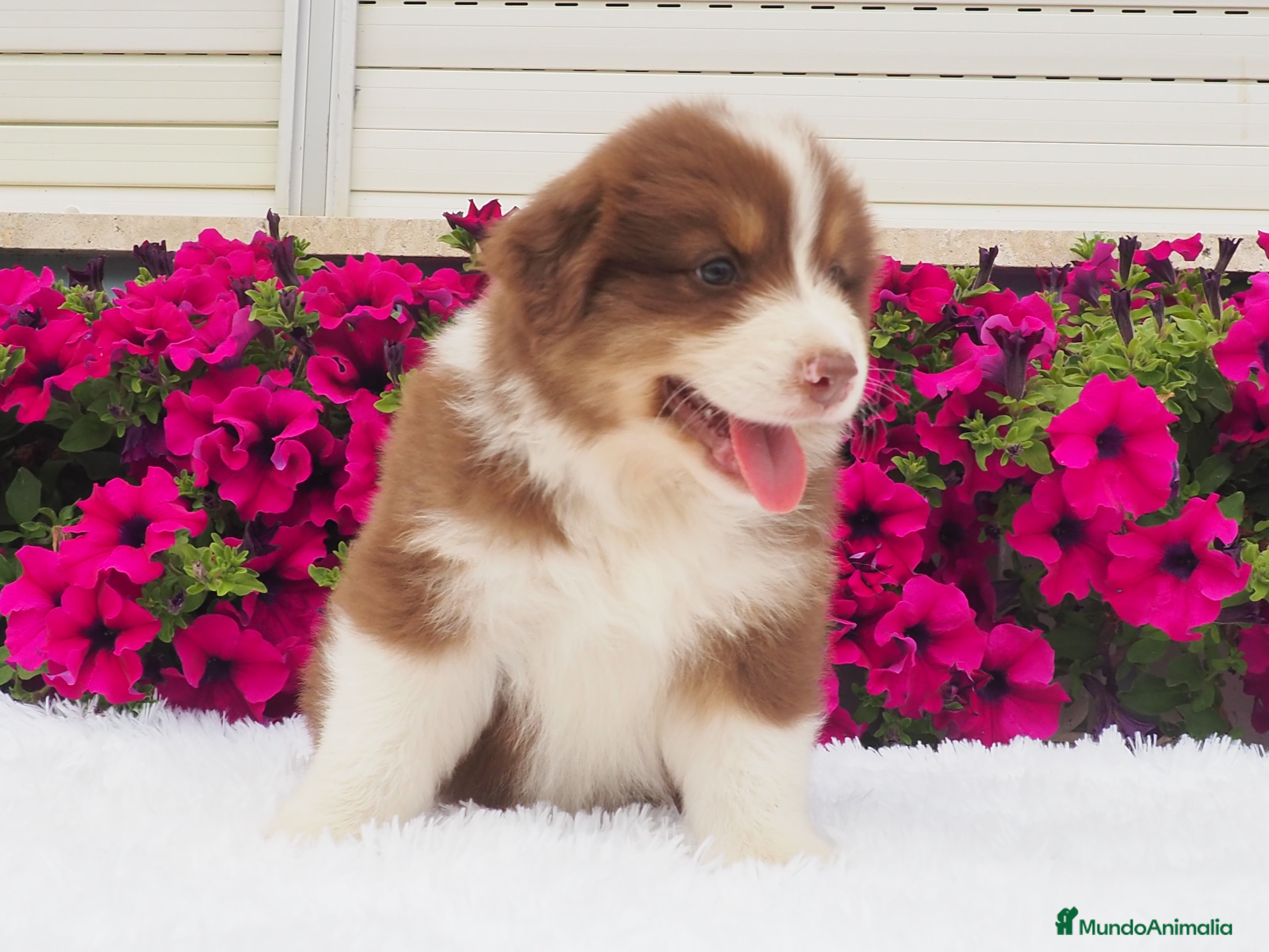 Pastor Australiano perros en venta: Espectacular camada de pastor Australiano. - Anuncio 1