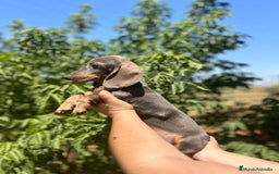 Teckel Miniatura perros en venta: Teckel kanichen  - Imagen 4