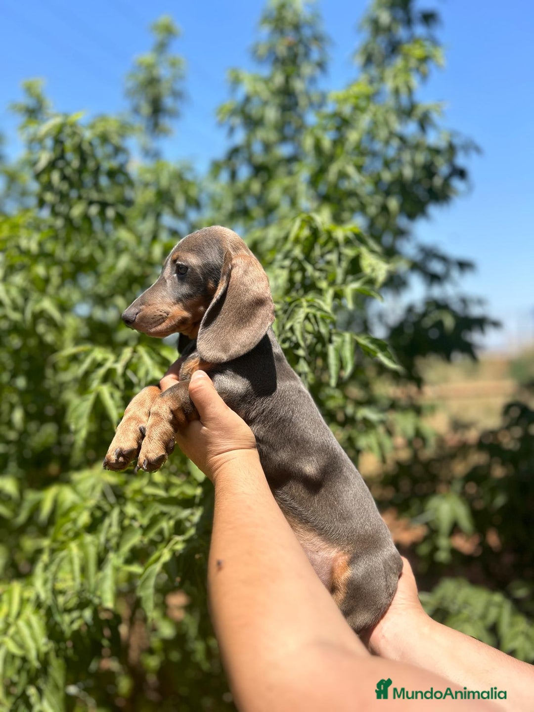 Teckel Miniatura perros en venta: Teckel kanichen  - Imagen 4