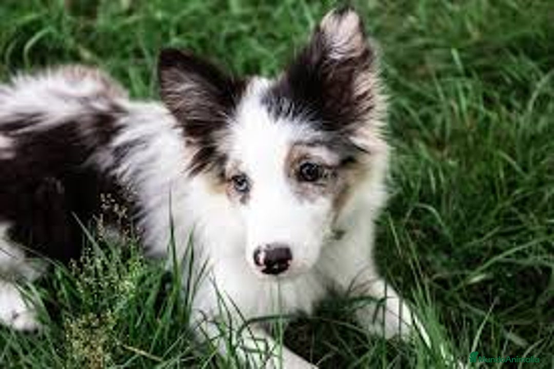 Border Collie perros en venta: BORDER COLLIE - Imagen 1