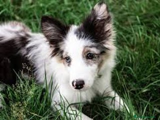 Border Collie perros - Anuncio 20