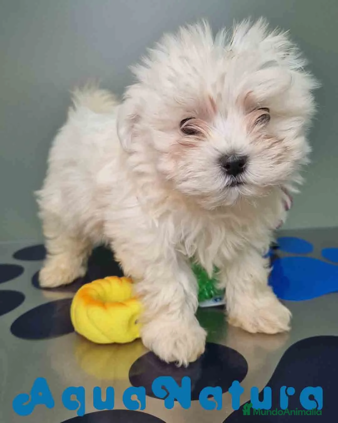 Bichón Maltés perros en venta: Bichon Maltes Hembra 1 AQUANATURA - Anuncio 5