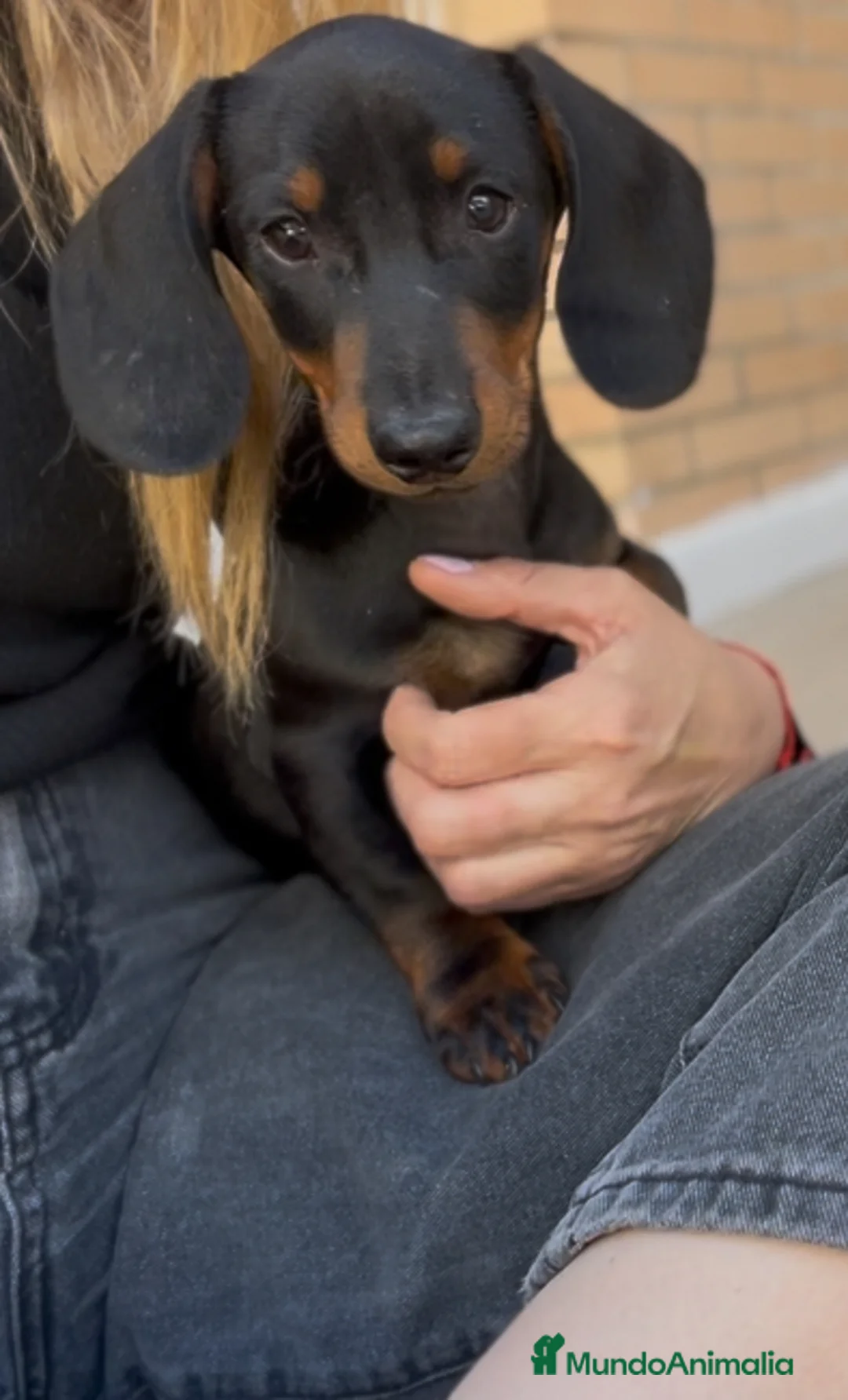 Teckel Miniatura perros en venta: Excelente Teckel negro fuego y arlequín plata  - Anuncio 2