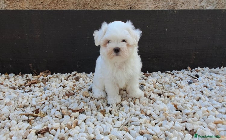 Bichón Maltés perros - Anuncio 1