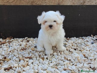Bichón Maltés perros - Anuncio 20