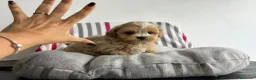 Maltipoo perros en venta: Maltipoo apricot  - Anuncio 3