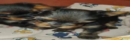 Yorkshire Terrier perros en venta: Yorkshire terrier Toy - Anuncio 3