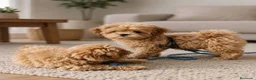 Maltipoo perros en venta: Impresionantes hembras de maltipoo - Anuncio 2