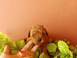 Caniche Toy perros - Anuncio 42