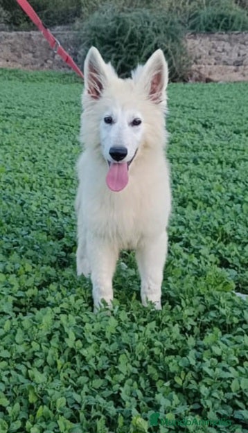 Pastor Blanco Suizo perros Pastor Blanco Suizo macho - Anuncio 5