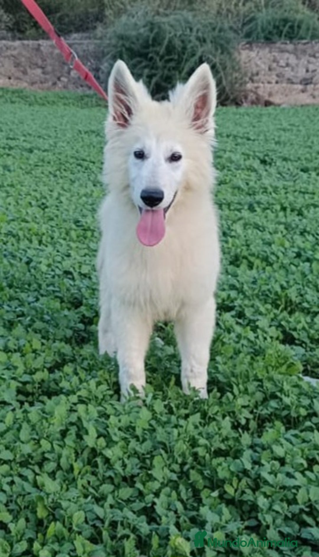 Pastor Blanco Suizo perros en venta: Pastor Blanco Suizo macho - Anuncio 2