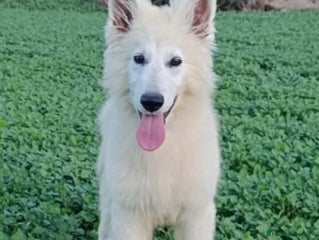 Pastor Blanco Suizo perros Pastor Blanco Suizo macho - Anuncio 2