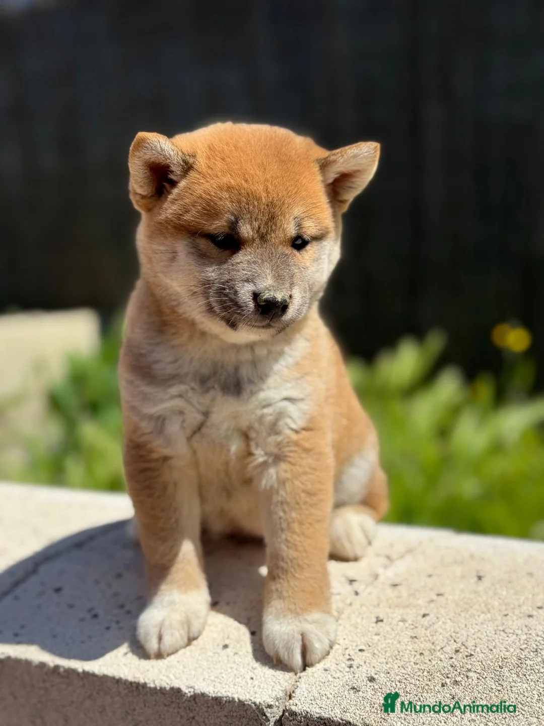 Shiba Inu perros en venta: SHIBA INU DISPONIBLES ROJOS - Anuncio 3