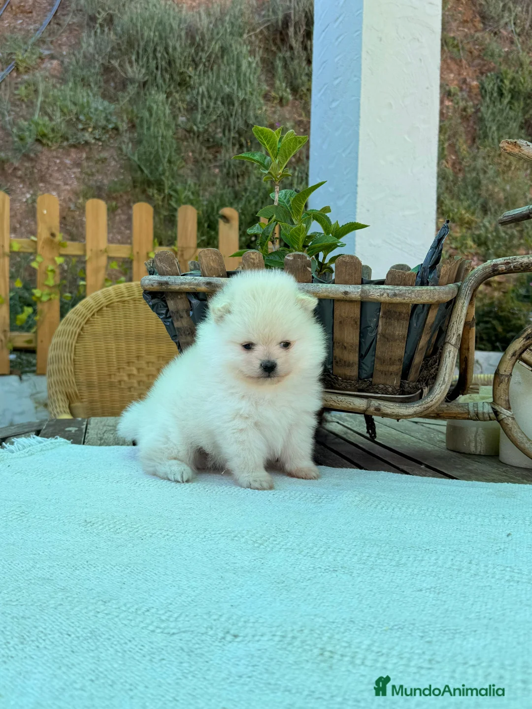 Pomerania perros en venta: Pomerania lulu Toy chatos y peludos línea rusa  - Anuncio 2