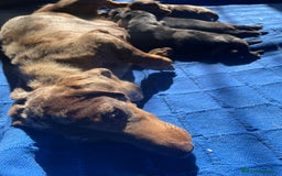 Teckel Miniatura perros en venta: teckel kaninchen  - Imagen 1