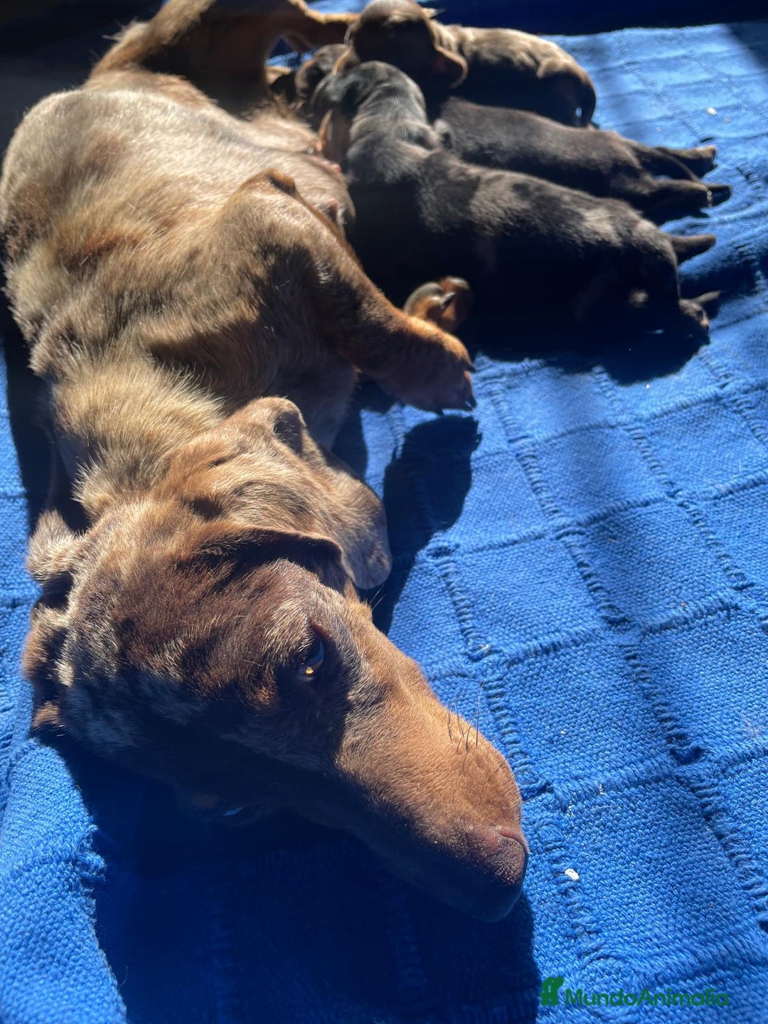 Teckel Miniatura perros en venta: teckel kaninchen  - Imagen 1
