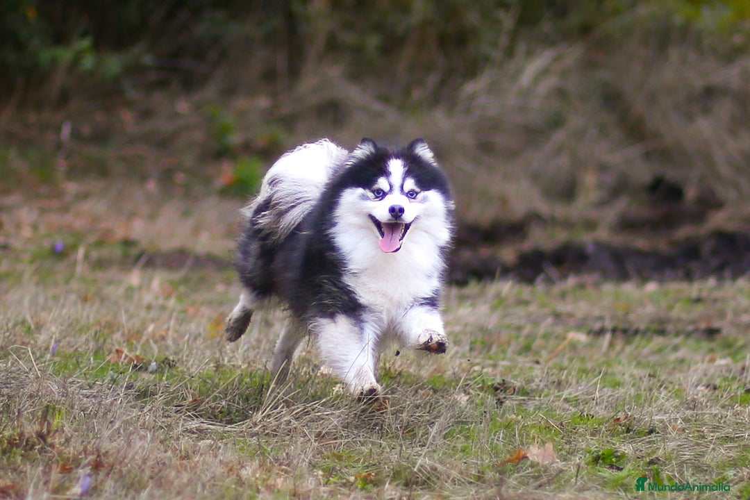 Pomsky perros en venta: Pomsky F5 - Anuncio 7