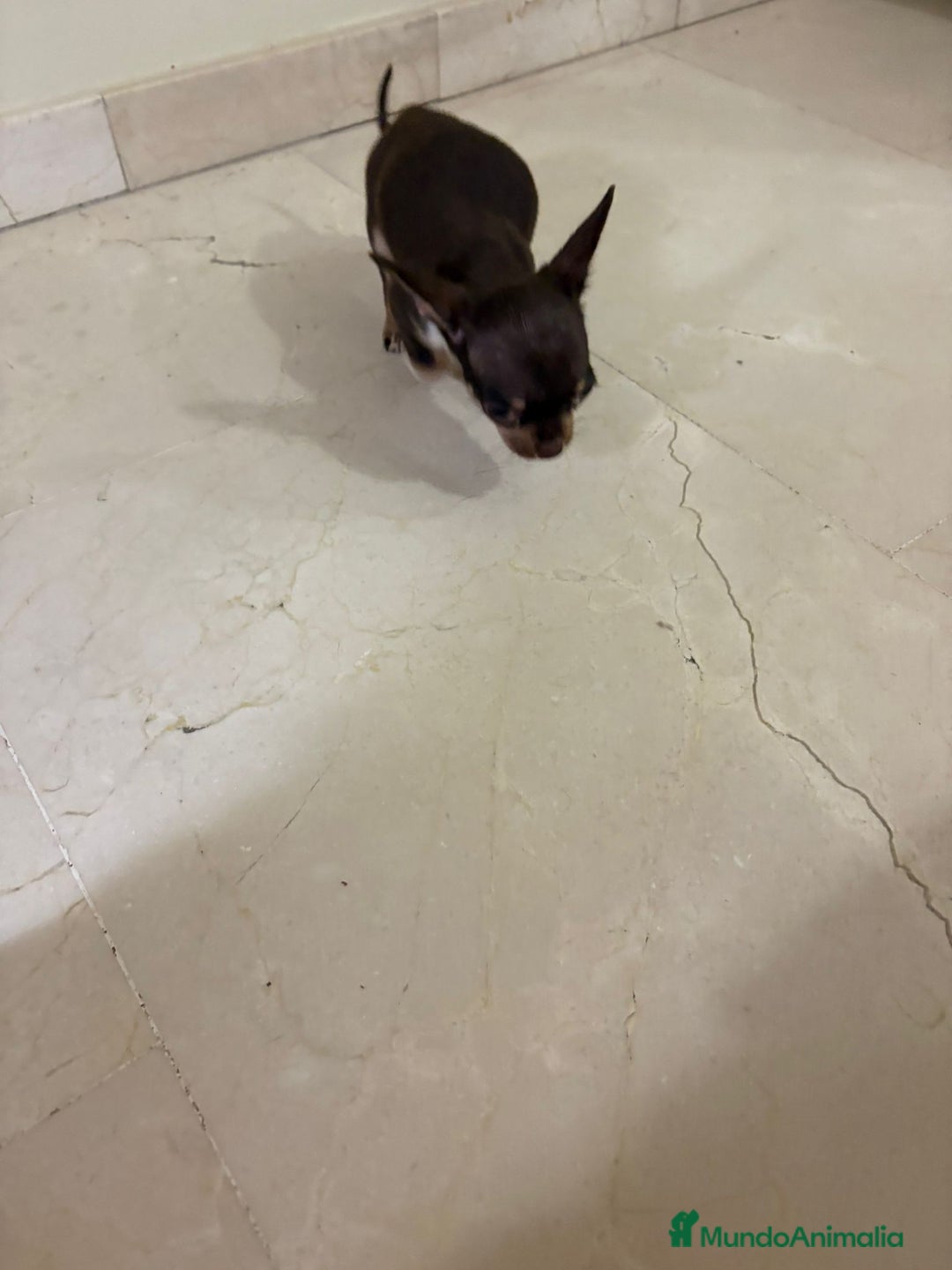 Chihuahua perros en venta: Chihuahua mini toy chocolate  - Anuncio 3