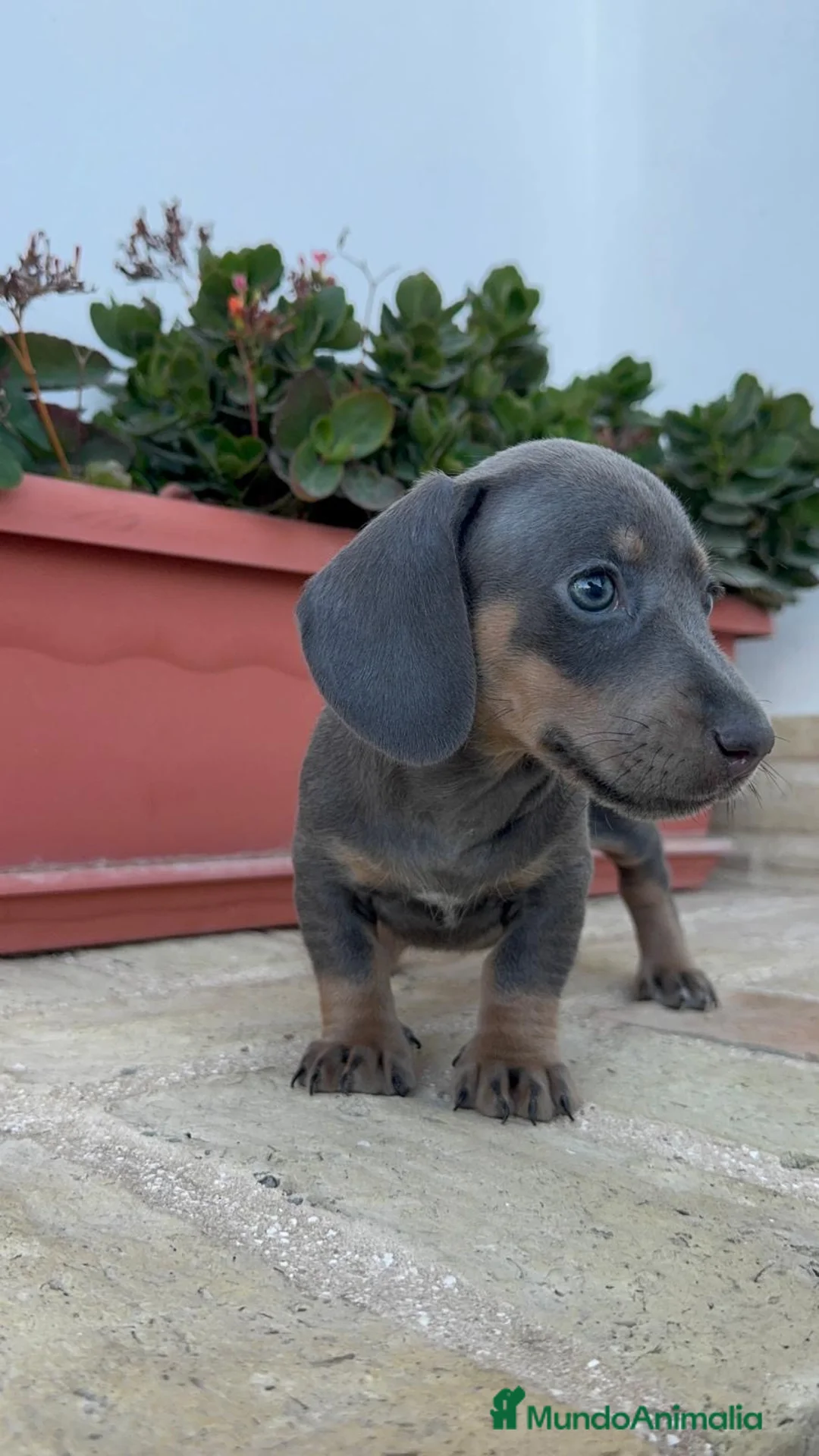 Teckel Miniatura perros en venta: TECKEL BLUE HEMBRA-MINIATURA - Anuncio 2