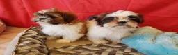 Shih Tzu perros en venta: SHIH TZUS EXCLUSIVOS  - Anuncio 3