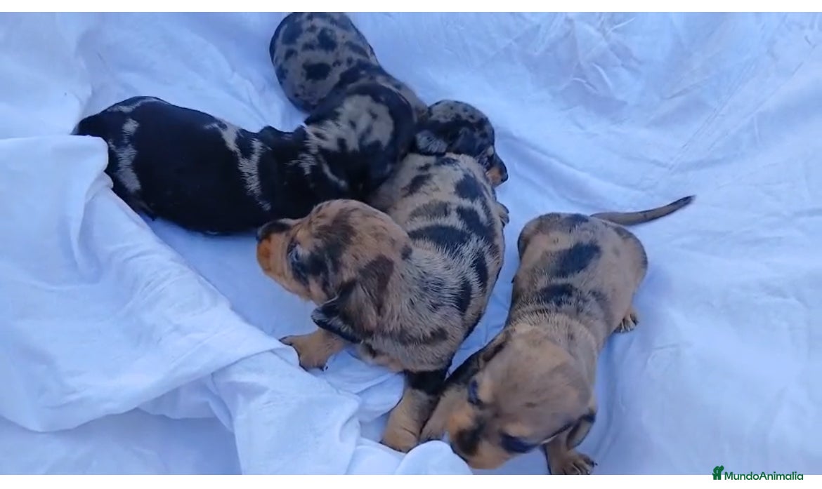 Teckel perros Hembras teckel  - Anuncio 10