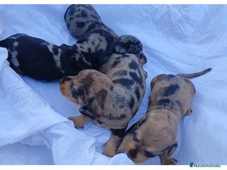 Teckel perros Hembras teckel - Anuncio 10