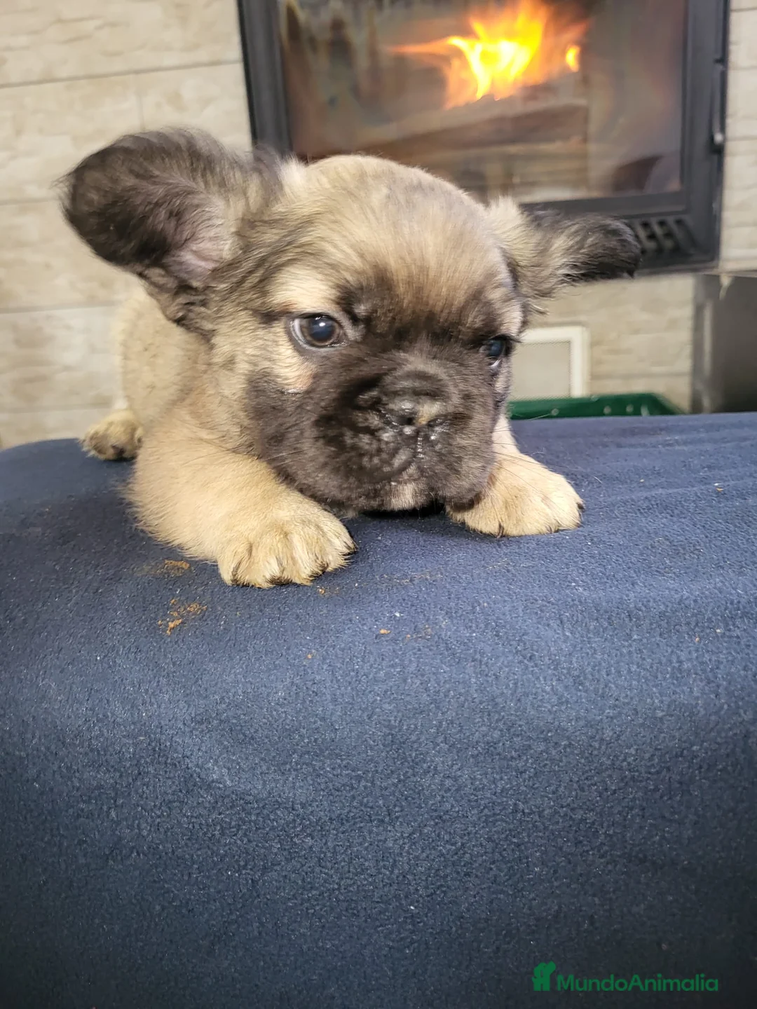 Bulldog Francés perros en venta: Bulldog Frances fluffy macho fawn - Anuncio 1