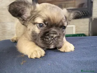 Bulldog Francés perros Bulldog Frances fluffy macho fawn - Anuncio 1