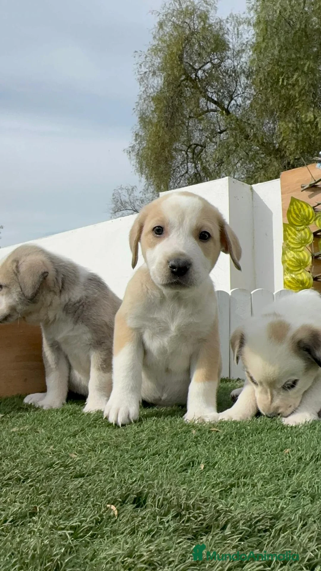 Mastín Español perros en venta: MASTIN ESPAÑOL HEMBRAS - Anuncio 11