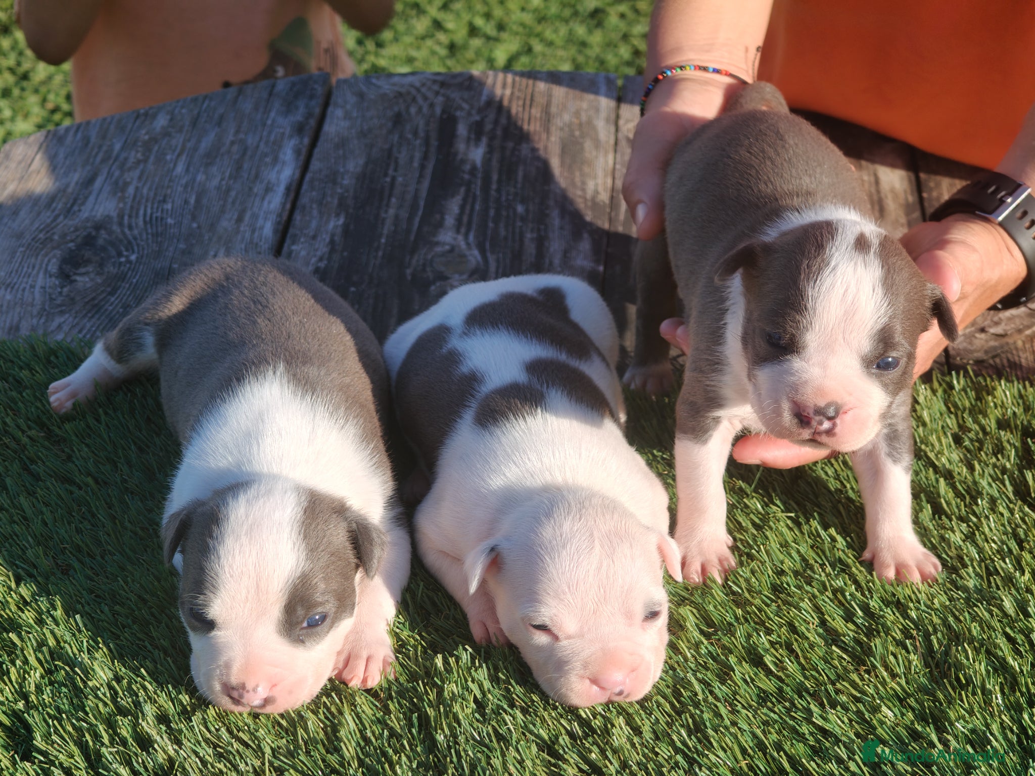 American Staffordshire-Terrier perros en venta: PEDIGREE AMERICAN STAFFORDSHIRE TERRIER BLUE  - Anuncio 9