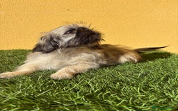 Pekinés perros en venta: Hembra de Pekines Imperial  - Imagen 12