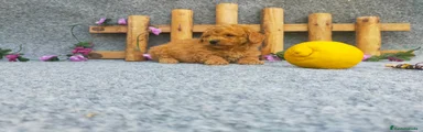 Caniche Toy Cachorro 8