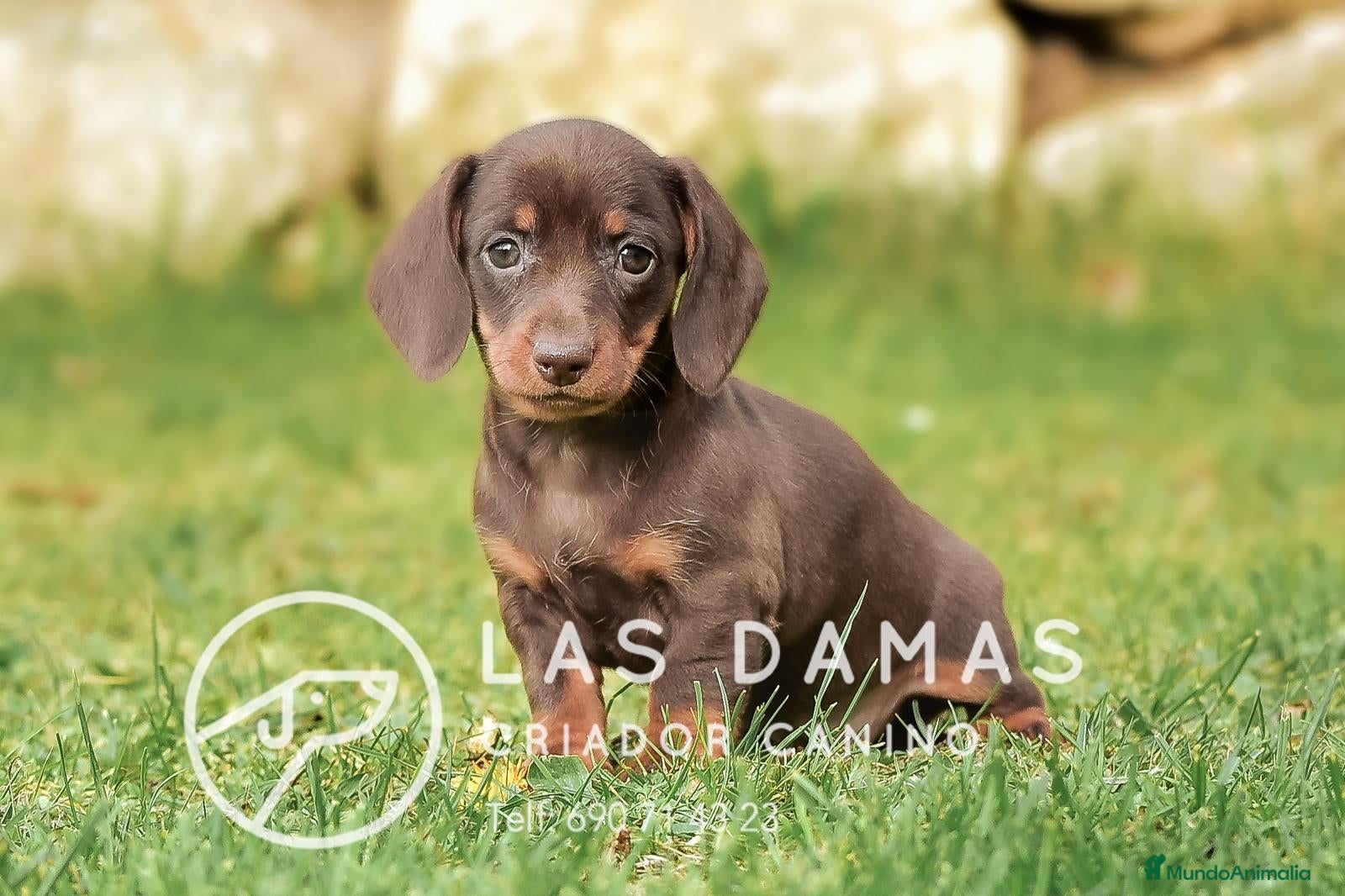 Teckel perros en venta: Teckel negro y fuego - Anuncio 9